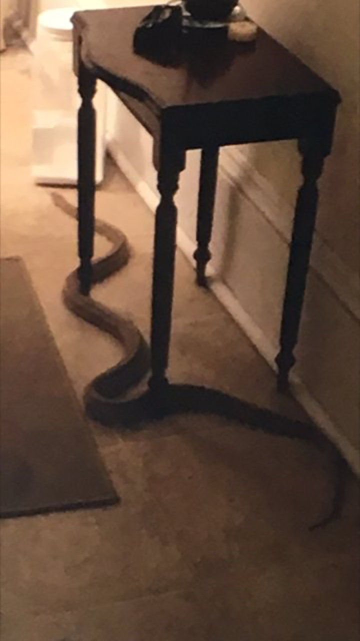 Police say a woman reported seeing a large snake in her home that quickly slithered into an air vent.