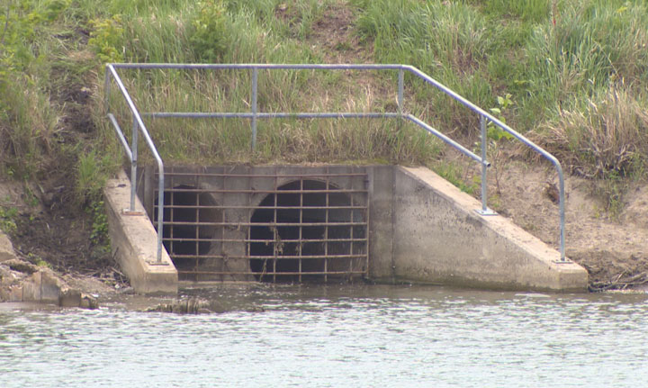Two dead beavers have been removed from a storm sewer outfall along the South Saskatchewan River in Saskatoon.