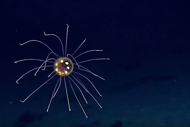 A strange-looking jellyfish was found in the Marianas Trench on April 24, 2016.