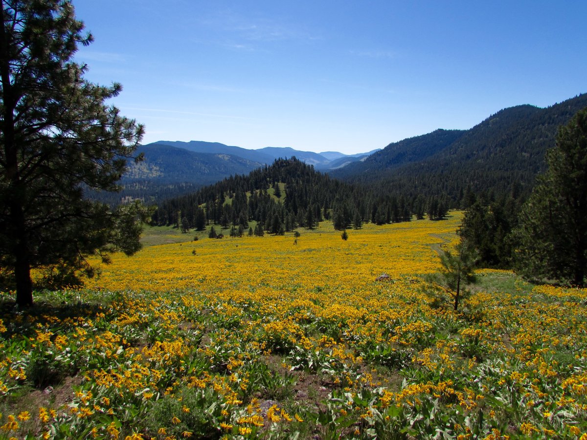 A photo of a field of yellow wild flowers near Summerland taken on Sunday morning. 