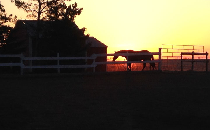 May 8: This Your Saskatchewan photo was taken by Laurette Childs while doing morning chores near Killaly.