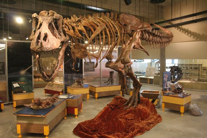 Scotty is a 65 million year old T. rex skeleton - which was the first ever found here. Scotty was found on August 16, 1991 when an Eastend High School teacher Robert Gebhardt joined paleontologists from the Royal Saskatchewan Museum