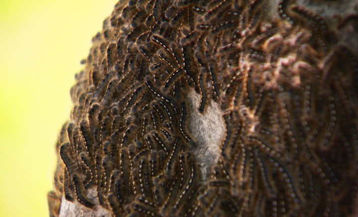 Forest tent caterpillars have become a nuisance to many people as Saskatoon deals with an outbreak.