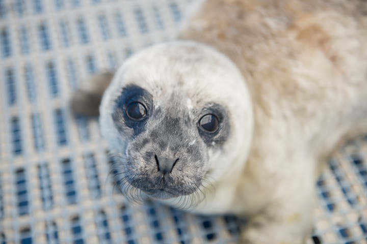 Tiny Male Seal Pup Named Timbit Rescued And In The Care Of Vancouver Aquarium Globalnews Ca