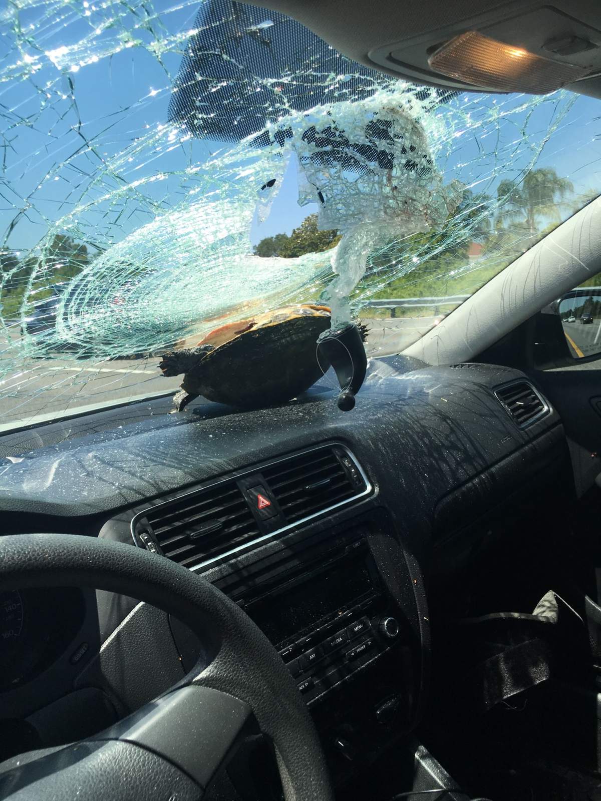 Flying turtle slams through woman’s windshield, both survive - image
