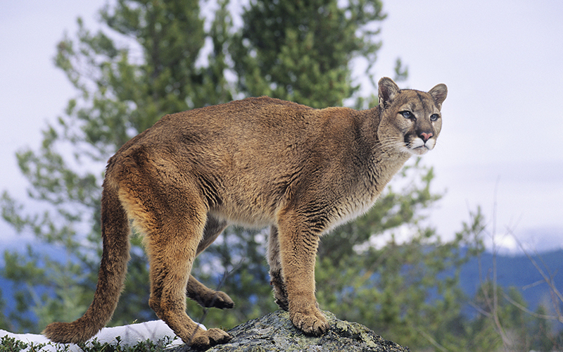 Mountain Lion standing on rock

The Wild.