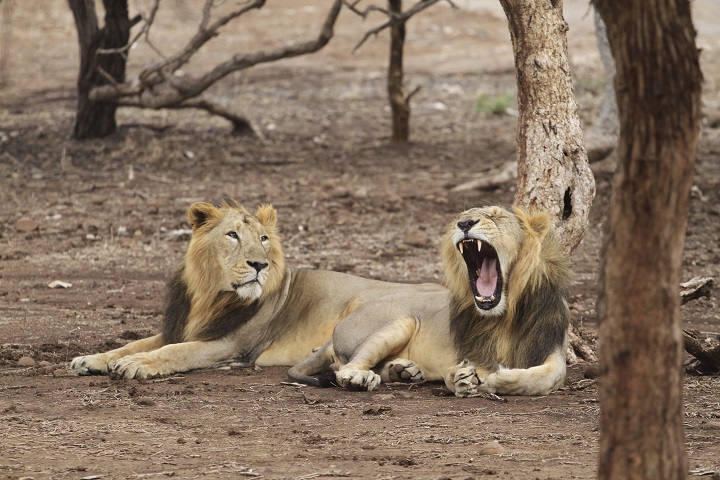 In this Sunday, June 9, 2013 photo, endangered Asiatic lions rest at the Gir Lion Sanctuary at Sasan in Junagadh district of Gujarat state, India.