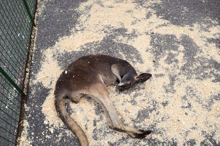 A kangaroo is shown lying in the sun at the Aurora Chamber of Commerce street festival in Aurora, Ont., on Sunday, June 5, 2016, in this handout photo.
