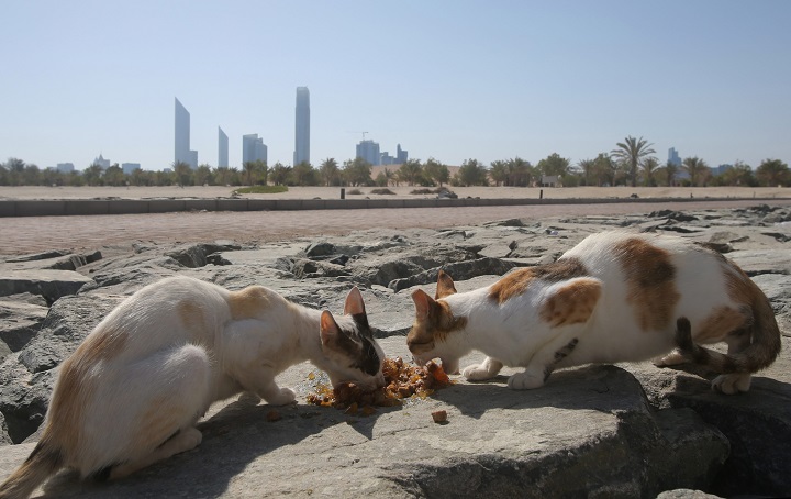 In this Wednesday June 15, 2016 photo, stray cats rush to eat food which was brought by the aid group Animal Welfare Abu Dhabi at the Lulu island in Abu Dhabi, United Arab Emirates.