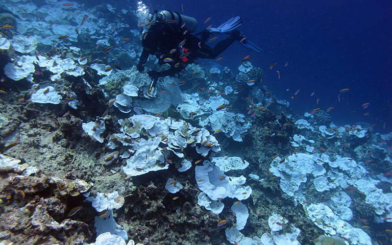 Bleaching and some dead coral around Jarvis Island, which is part of the U.S. Pacific Remote Marine National Monument. Scientists found 95 percent of the coral is dead in what had been one of the world’s most lush and isolated tropical marine reserve. 