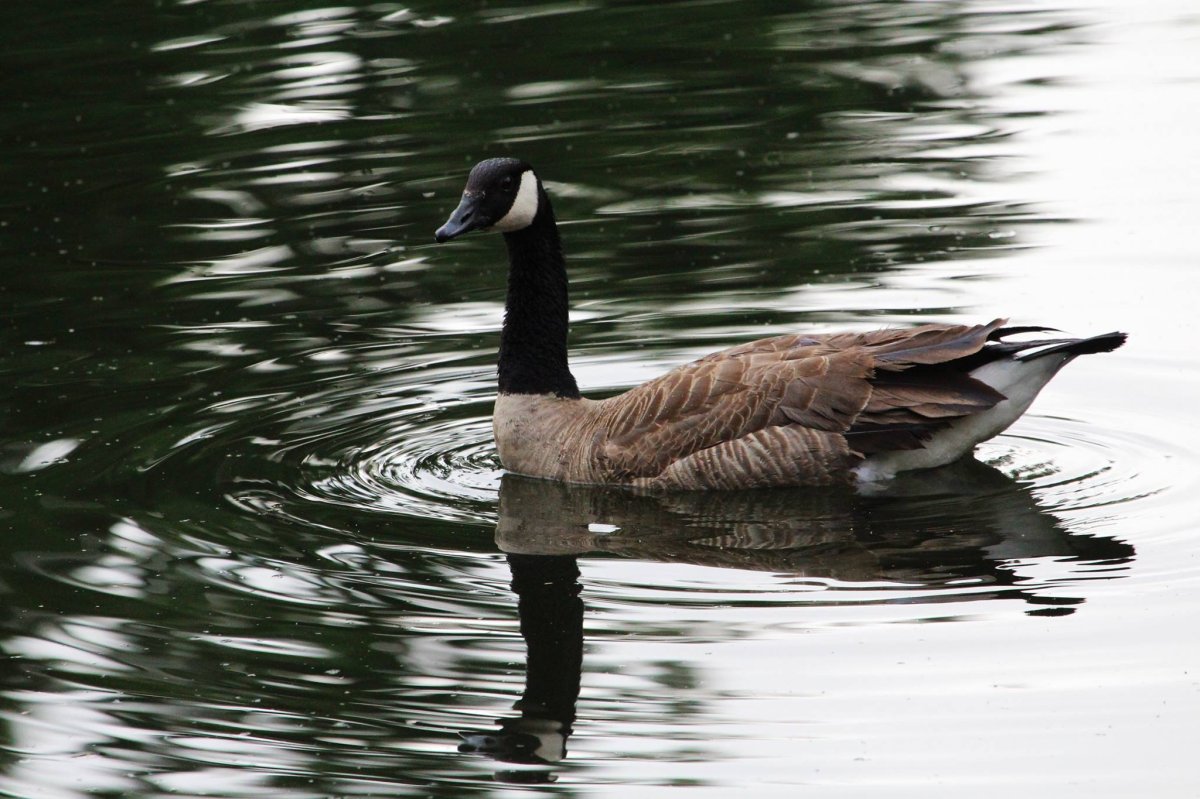 Battle between a bald eagle and a Canada goose caught on camera ...