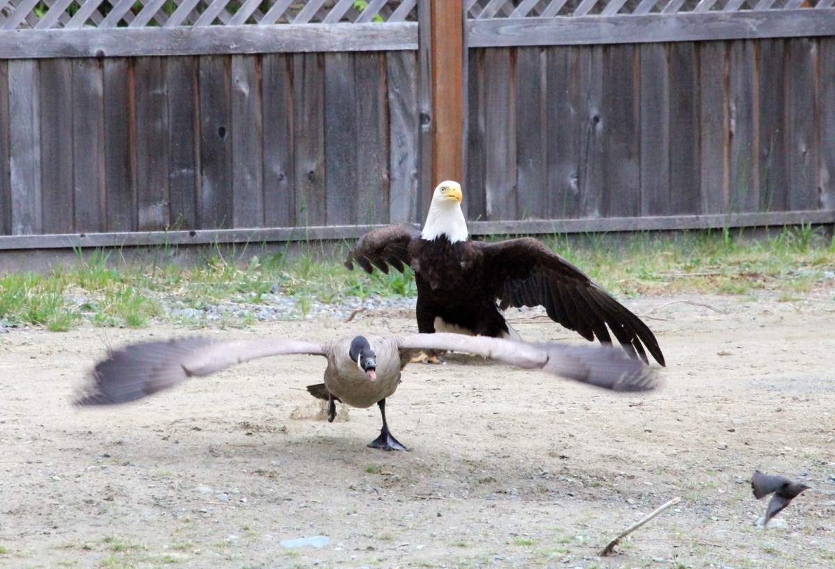 American Eagle fights with Canadian Goose, Lisa Bell