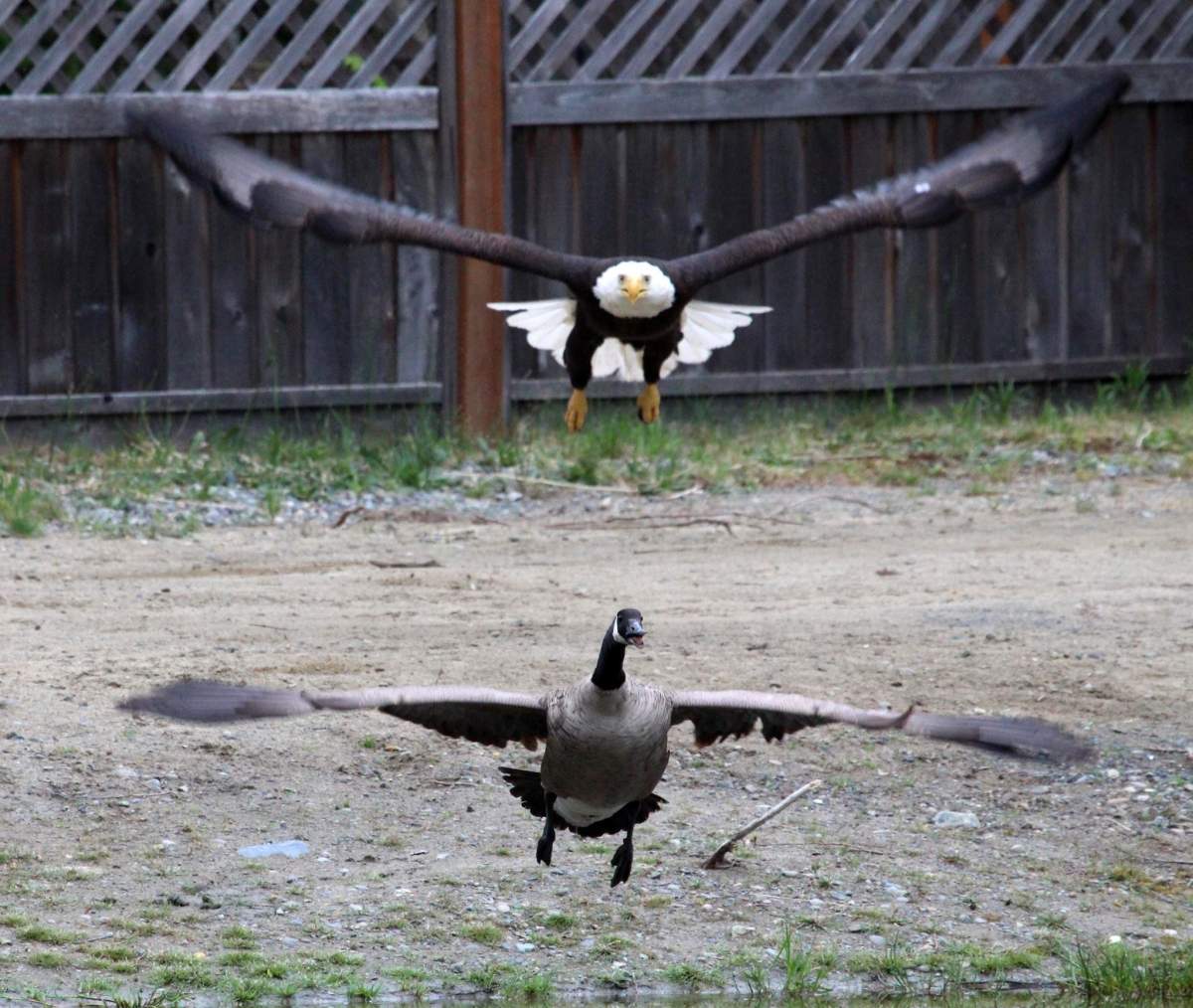 American Eagle fights with Canadian Goose, Lisa Bell