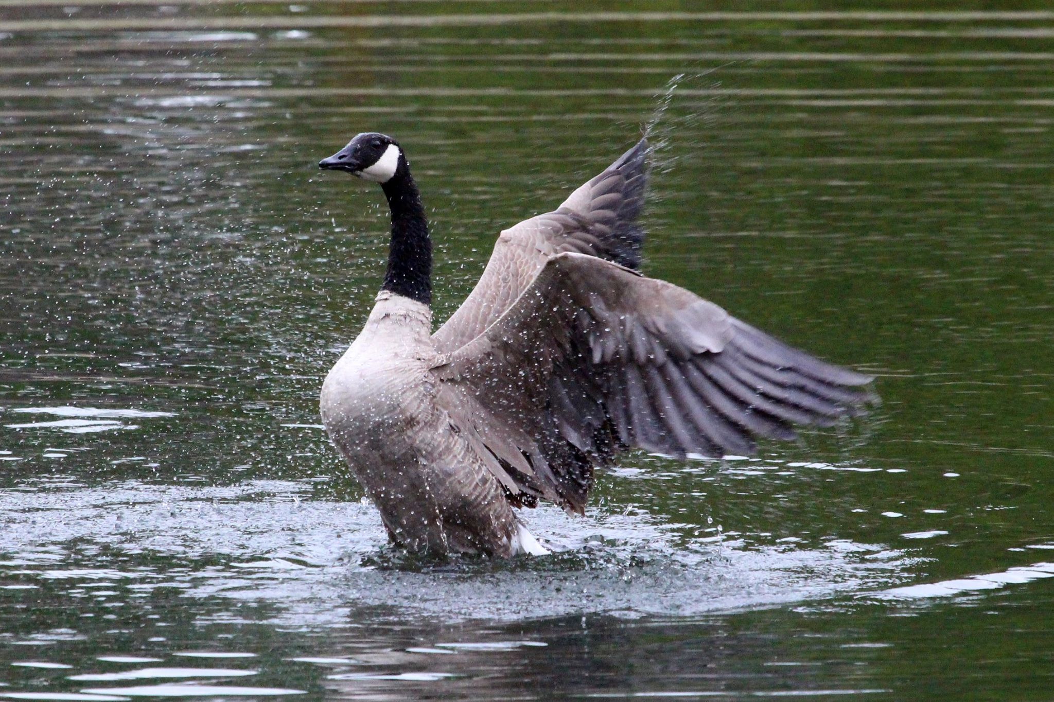 canada goose quebec 06