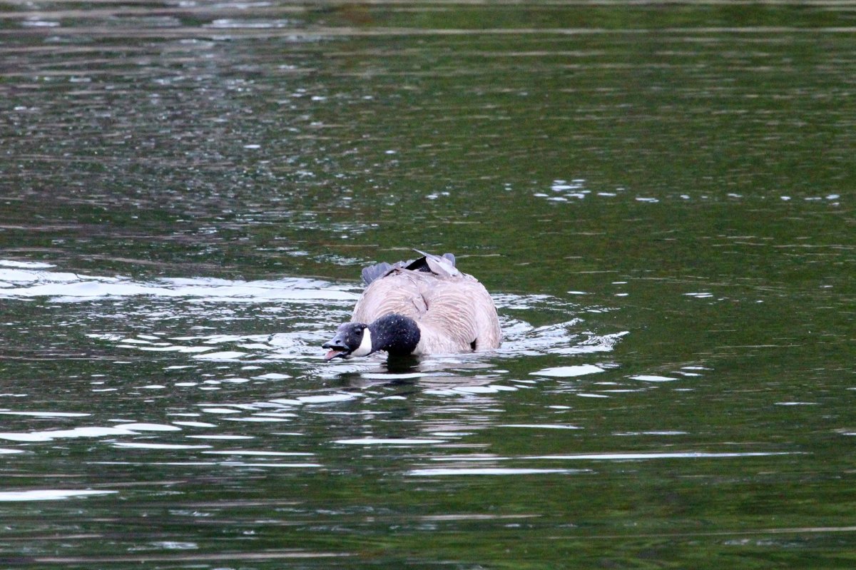 Battle between a bald eagle and a Canada goose caught on camera ...