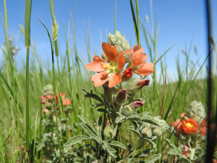 June 20: This Your Saskatchewan photo was taken in Saskatoon by Mat Williams.