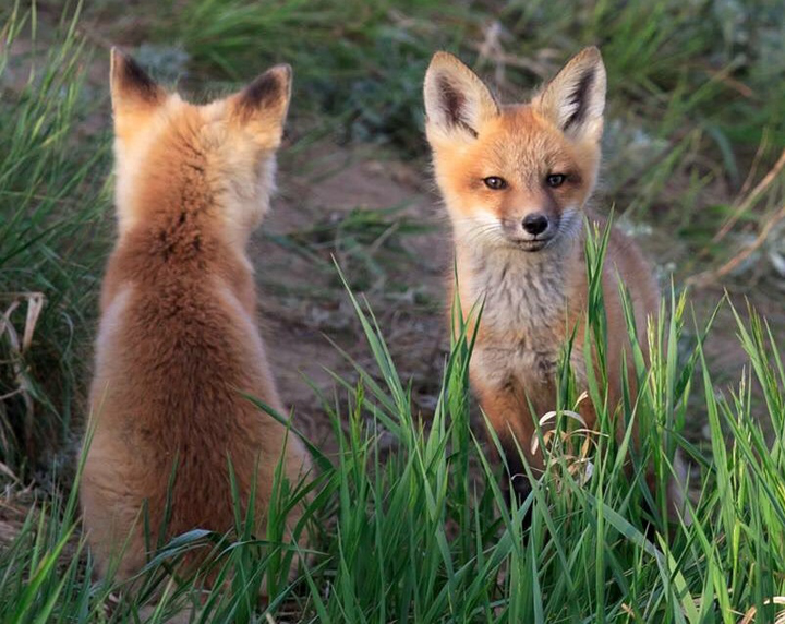 June 24: This Your Saskatchewan photo was taken by Dianne Mursell near Regina Beach.