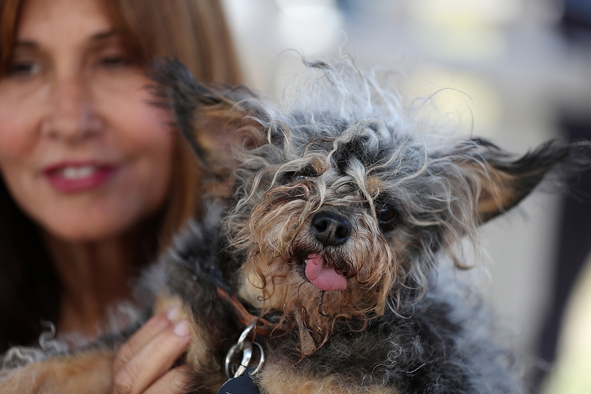 In Photos: Chinese Crested Chihuahua with oozing sore wins World’s ...