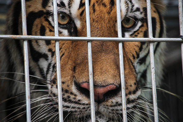 A tiger peers through the bars of its cage at the Wat Pha Luang Ta Bua Tiger Temple on June 1, 2016 in Kanchanaburi province, Thailand. Wildlife authorities in Thailand raided a Buddhist temple in Kanchanaburi province where 137 tigers were kept, following accusations the monks were illegally breeding and trafficking endangered animals. Forty of the 137 tigers were rescued by Tuesday from the country's infamous 'Tiger Temple' despite opposition from the temple authorities.