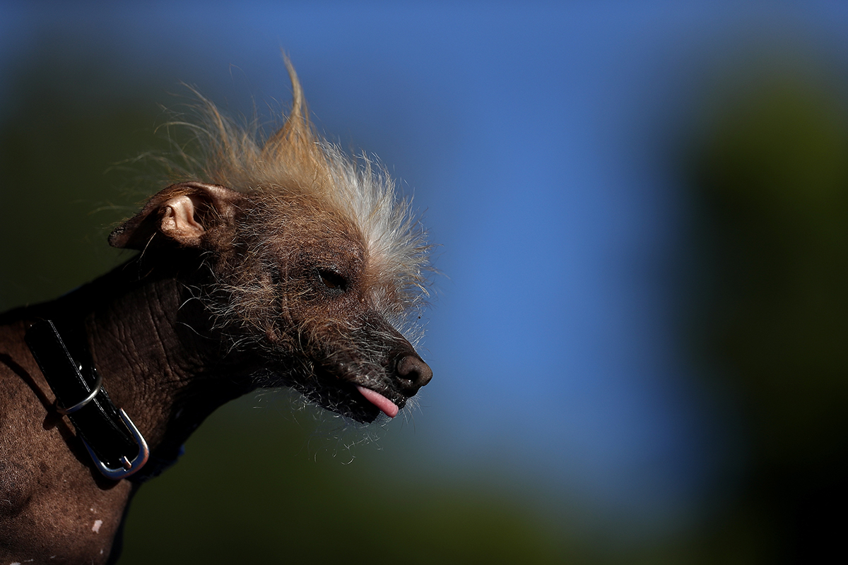 World's Ugliest Dog contest winner at the center of 'oozing sore