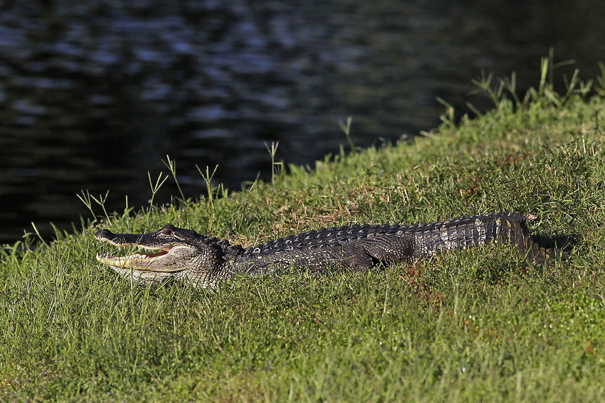 An alligator suns itself near the ninth tee at the Children's Miracle Network Hospitals Classic golf tournament, Thursday, Oct. 20, 2011, in Lake Buena Vista, Fla.