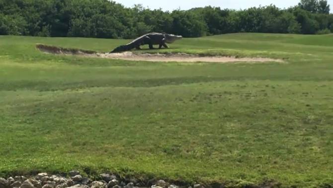 Monster-size alligator big attraction at Florida golf course - image