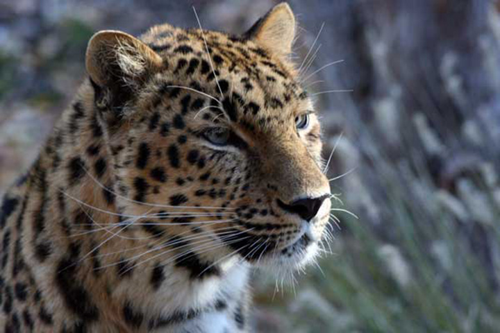 An undated photo shows an Amur leopard. Hundreds of zoo visitors took shelter inside buildings Tuesday morning while Salt Lake City zoo staff searched for a leopard that escaped its enclosure.