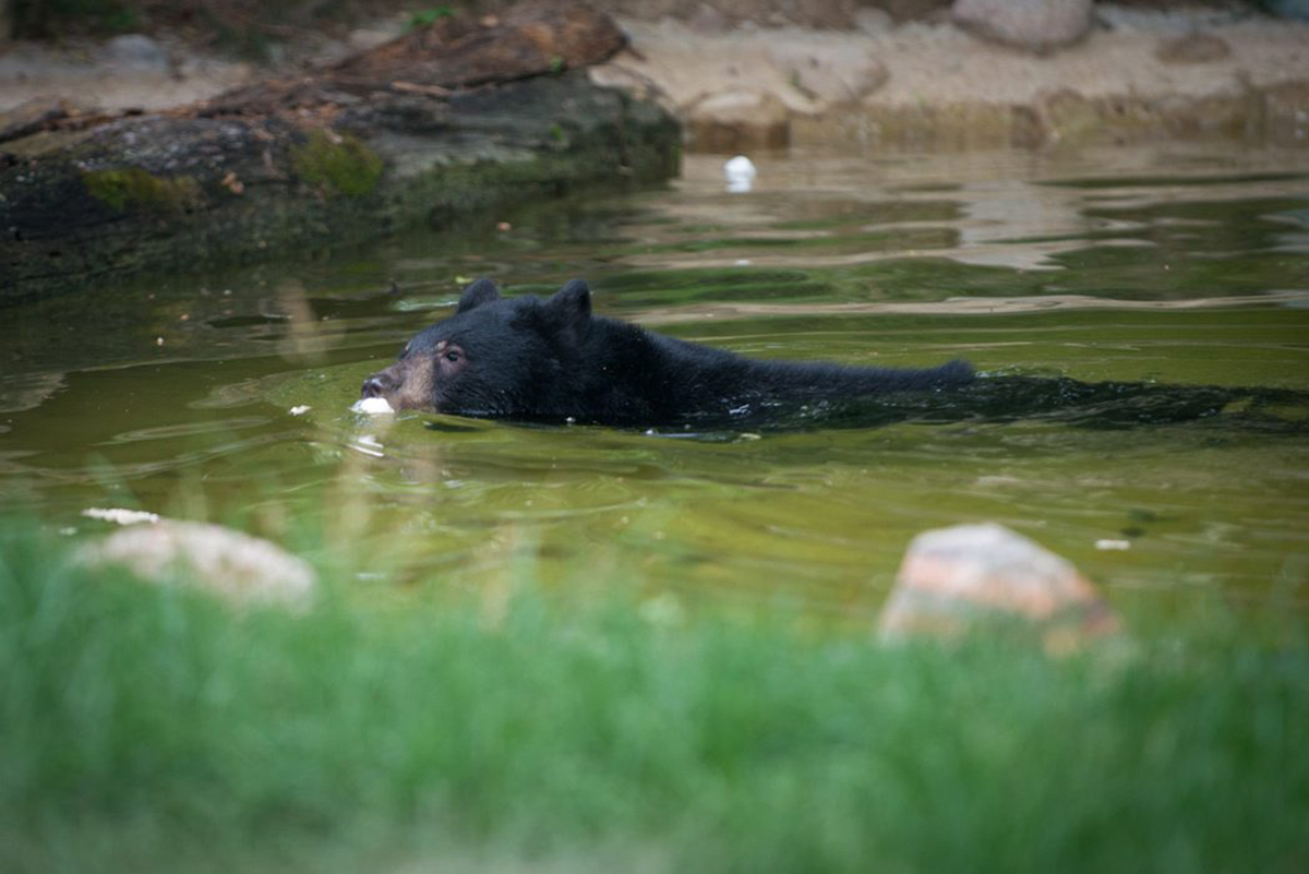 This June 2016 photo provided by the Columbus Zoo shows a black bear cub named Joan in the Columbus Zoo in Columbus, Ohio.