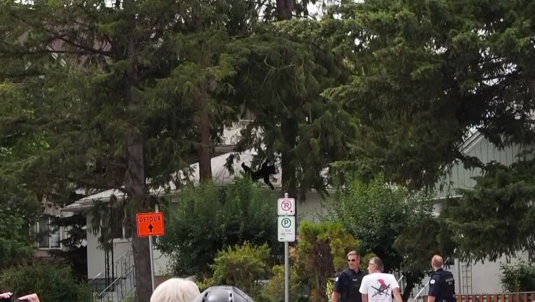 Bear in Kelowna falls 40 feet from tree after being tranquilized; later euthanized - image