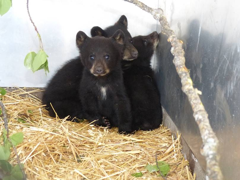 These three orphaned cubs arrived at the Northern Lights Wildlife Shelter on Wednesday. 