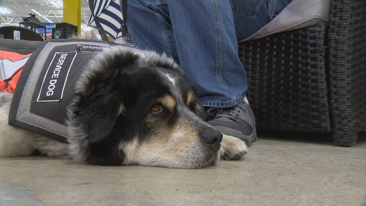 Owen Lima’s service dog “Blue”