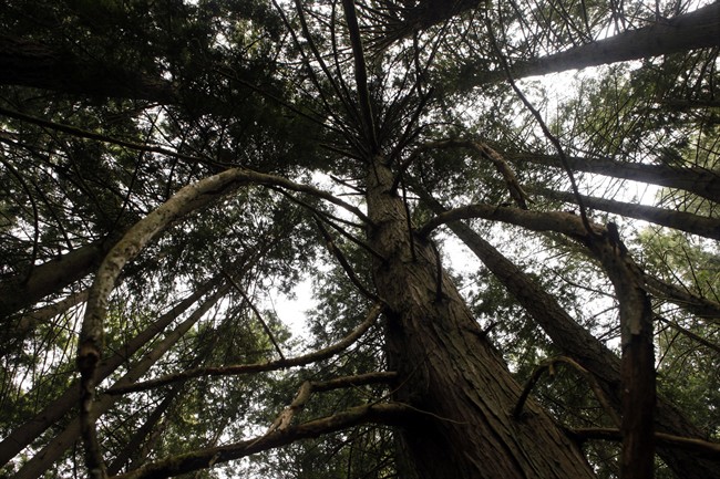 Chinese-language conservation tours to begin in Stanley Park - image