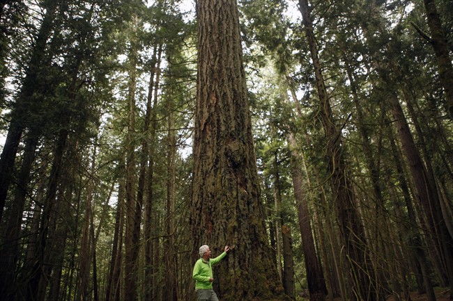 Forest ecologist Andy MacKinnon, talks about an old Grand Fir tree which stands nearly 50-metres tall in the Coastal Douglas-Fir zone at Francis/King Regional Park in Saanich, B.C., Thursday, May 26, 2016. T.