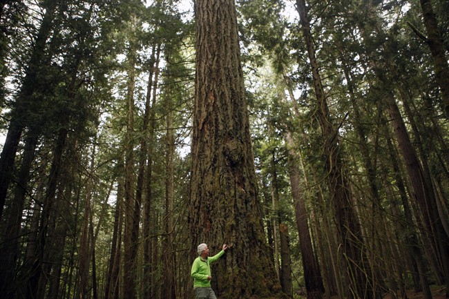 Forest ecologist Andy MacKinnon, talks about an old Grand Fir tree which stands nearly 50-metres tall in the Coastal Douglas-Fir zone at Francis/King Regional Park in Saanich, B.C., Thursday, May 26, 2016. T.