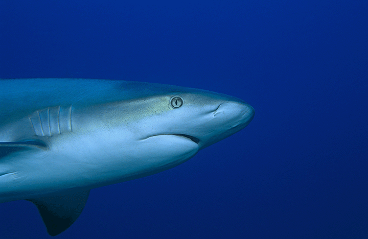A Caribbean reef shark is seen in this file photo.