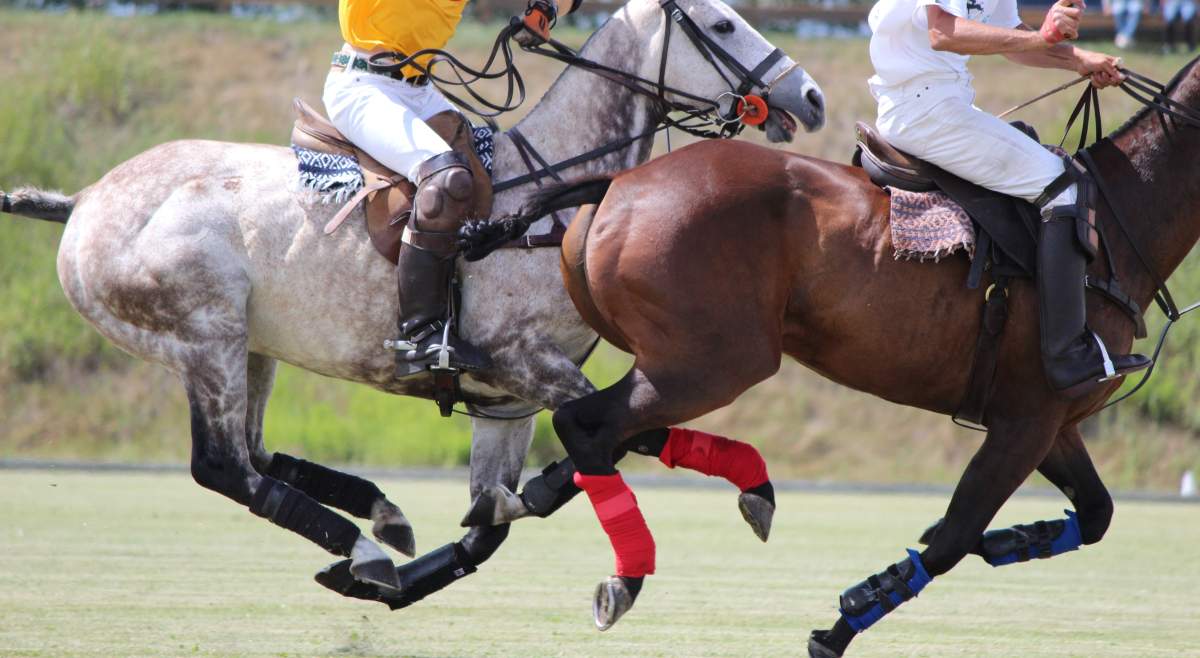 Polo players at the Calgary Polo Club. 
