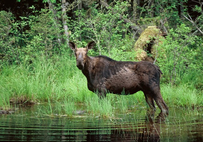 This year, more than 61,000 applications were submitted for 4,643 resident moose licences in New Brunswick.