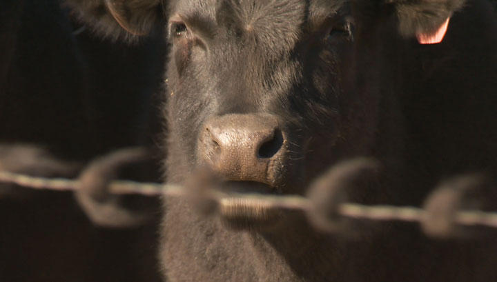 Saskatchewan RCMP said a couple cows had to be euthanized after a crash involving a semi this past weekend on Highway 16 near Maidstone.