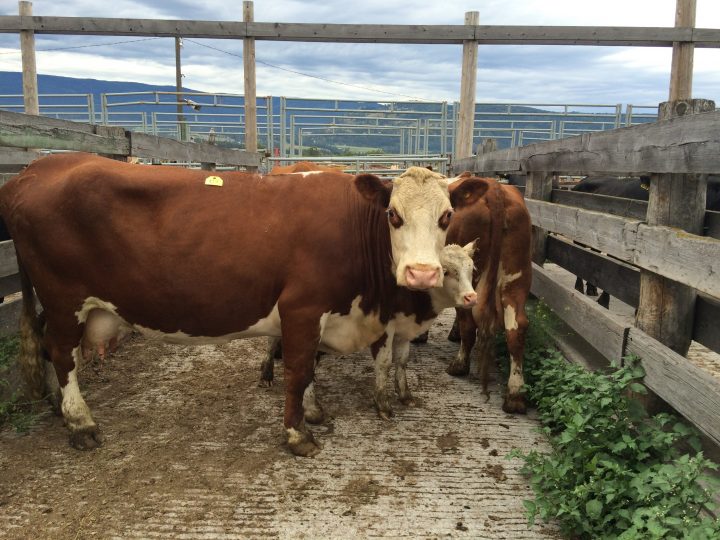 Saskatchewan Cattle Community Shocked By ‘unprecedented’ Trafficking ...