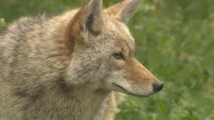 3-year-old Girl Attacked By Coyote In White Rock Park: Conservation ...