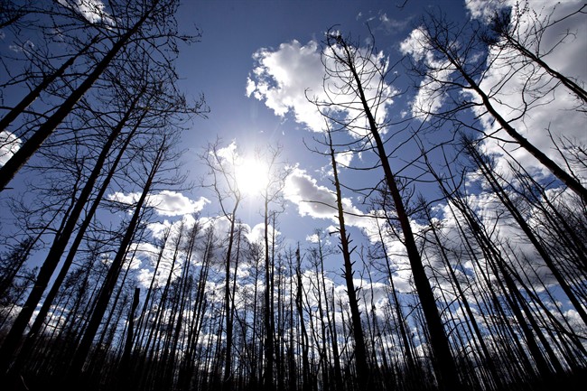 Burned trees are shown in Saprae Creek near Fort McMurray Alta, on Friday June 3, 2016. 