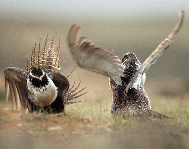 In this May 9, 2008 file photo, male sage grouse fight for the attention of female southwest of Rawlins, Wyo. A classic prairie bird is slowly re-establishing itself in its grassland home, two years after the sage grouse became one of the first species to get emergency protection from the federal government.
