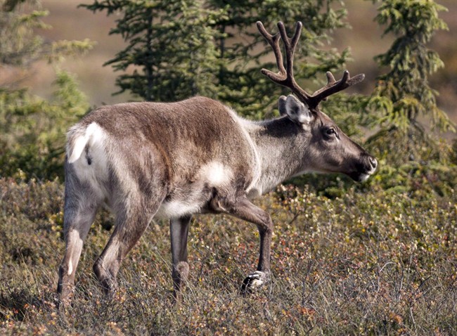 File photo of a woodland caribou.