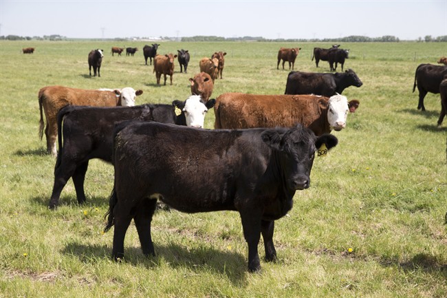 FILE PHOTO: Cows are pictured on a Canadian ranch.