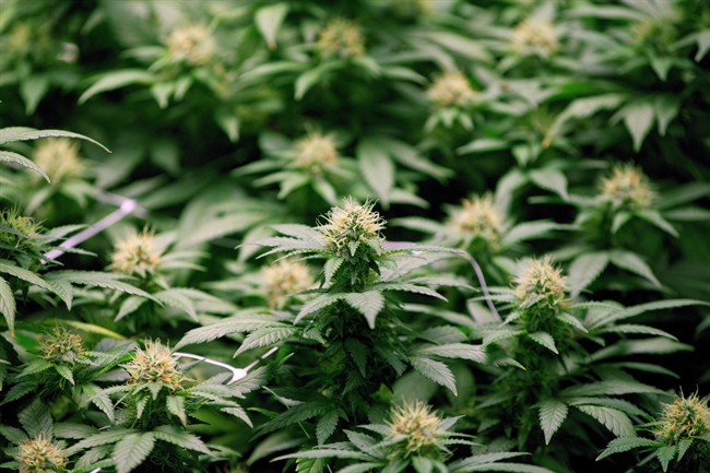 A marijuana processing plant is coming to east London.