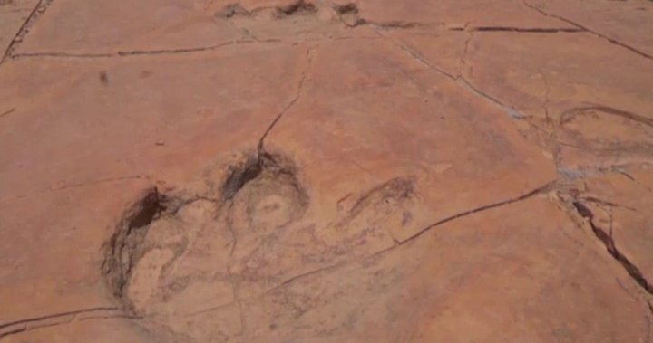 New dinosaur footprints discovered in Mexico - National | Globalnews.ca