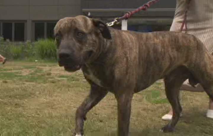 Gucci, a pit bull mastiff mix, was allegedly attacked by another pit bull at Woodbine Beach.