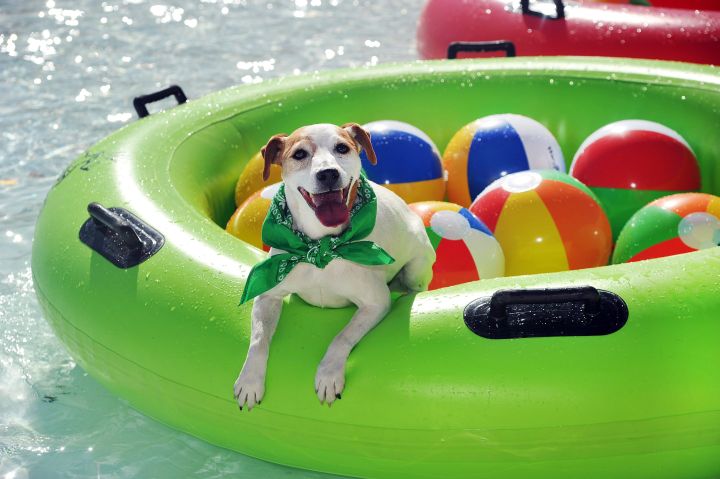 The Sportsplex is hosting a charity swim for dogs on Sunday, May 28.