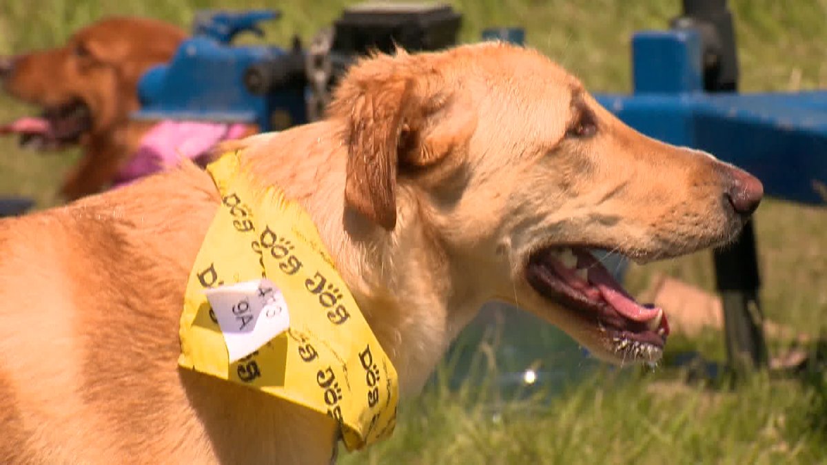 Calgary Humane Society breaks Guinness World Record for most dogs wearing bandanas - image