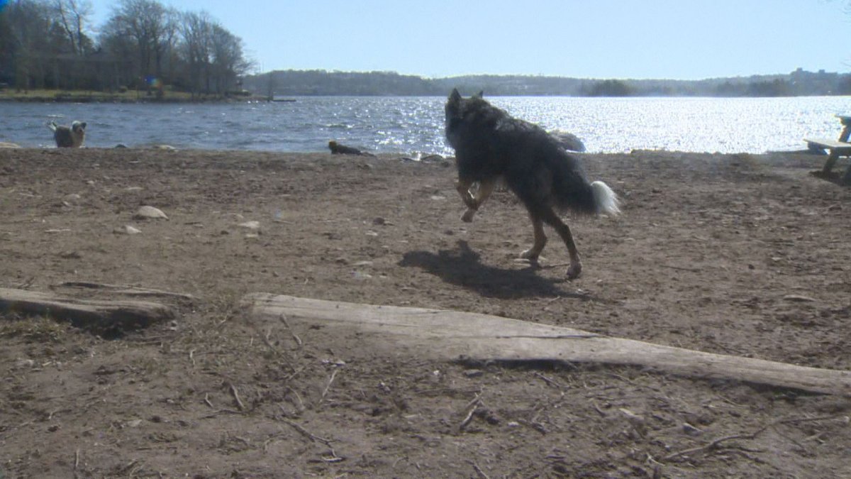 The off-leash area of Shubie Park is across the water from several homes.